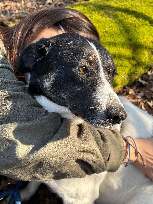 COOKIE_SPLENDIDA METICCIA Foto 3